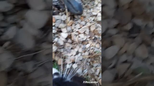 Нашли бездомную кошку смотреть онлайн