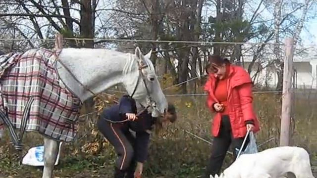 Белая швейцарская овчарка Анабэль и орловец смотреть онлайн