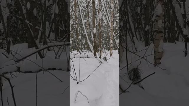 Прогулка с волком смотреть онлайн