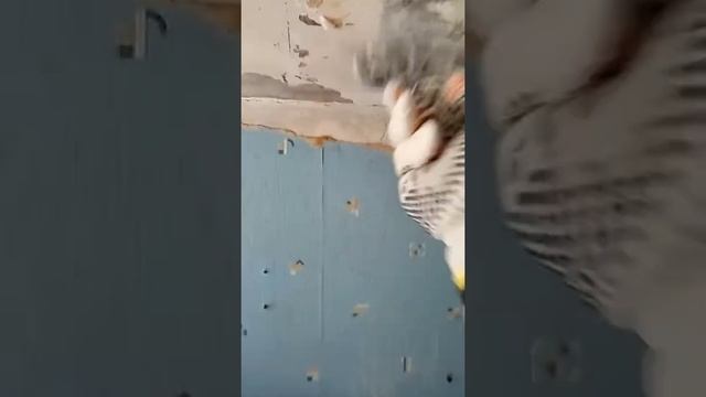 Легкая очистка потолка от побелки смотреть онлайн