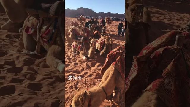 Поездка в пустыню на внедорожниках