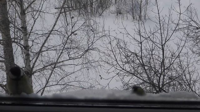 Синичка кушает снег смотреть онлайн