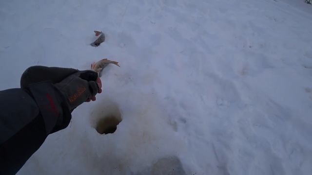 В ЭТОМ МЕСТЕ ВСЕГДА КРУПНЫЙ ОКУНЬ ЛОВИТСЯ.ЗИМНЯЯ РЫБАЛКА 2022. смотреть онлайн