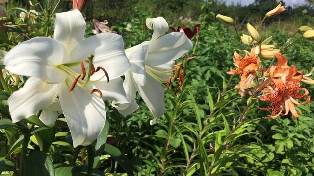 Лилия Zambezi(Lily Zambezi)