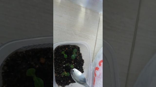 малышам две недели смотреть онлайн