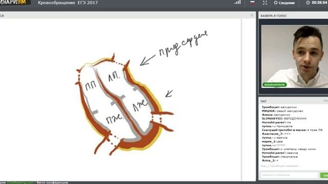 Кровеносная система смотреть онлайн