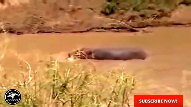 ГИГАНТСКИЙ КРОКОДИЛ на охоте ,GIANT CROCODILE ATTACKS смотреть онлайн