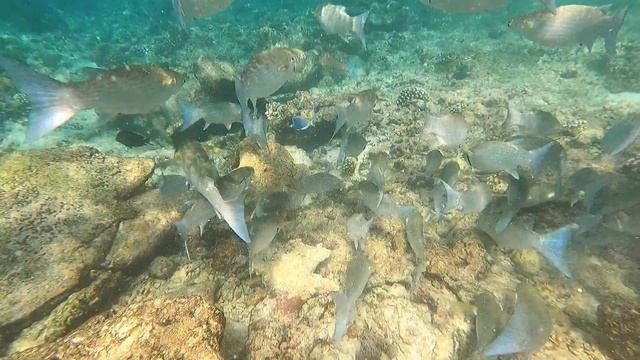 🌊МАЛЬДИВЫ ПОД ВОДОЙ ЧАСТЬ 1 смотреть онлайн