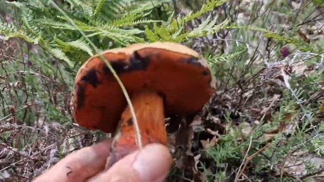 Boletus AESTÍVALIS y PINÍCOLA? | 20/Junio/2023 | Salida MultiEspecie | Comunidad de MADRID | 4K | смотреть онлайн