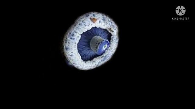 Wow Ternyata Jamur Lactarius Ada Juga Yang Dapat Dimakan !!! смотреть онлайн