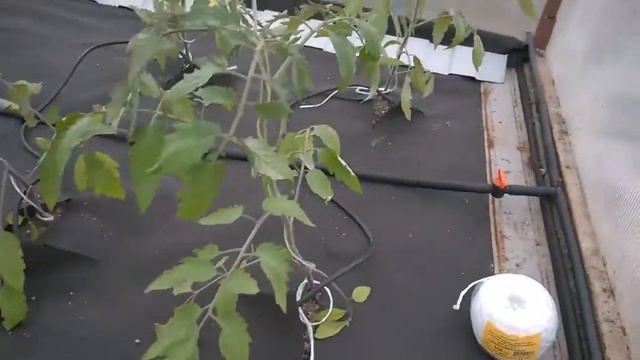 Капельный полив Жук. Отзыв покупателя смотреть онлайн