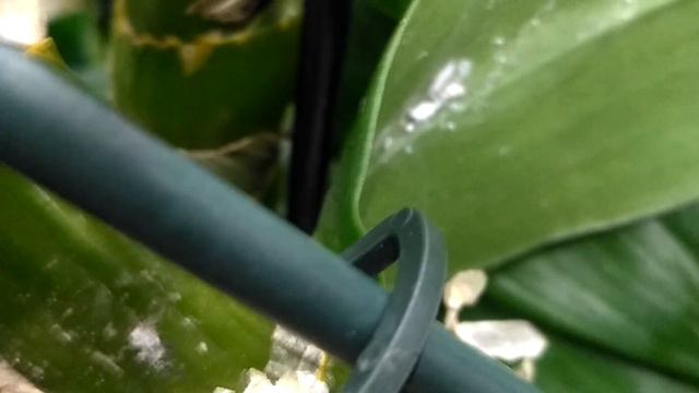 Мучнистый червец на орхидеях В МАГАЗИНЕ\Акция на кашпо смотреть онлайн