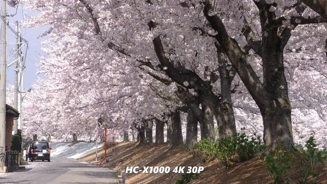 Panasonic HC-X1000 4K vs Panasonic DMC-GH4 4K смотреть онлайн