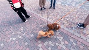 У Даши СЛЕТЕЛ КУПАЛЬНИК в БАССЕЙНЕ ! Полёт на ZipLine ! Перевёрнутый ДОМ