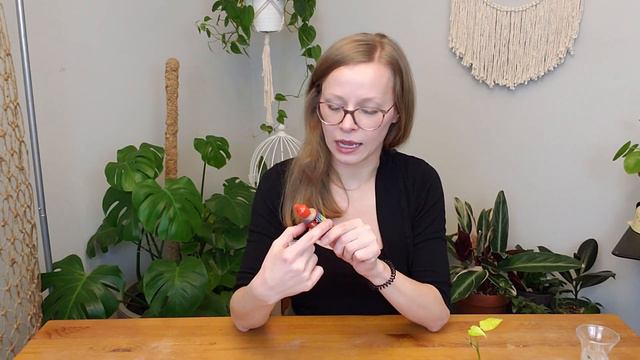 HOW TO REPOT A MONSTERA ADANSONII brief history | converting from water to soil | adding a moss pol смотреть онлайн
