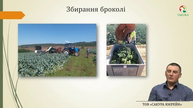 Как вырастить брокколи который ждут потребители // Прямой эфир