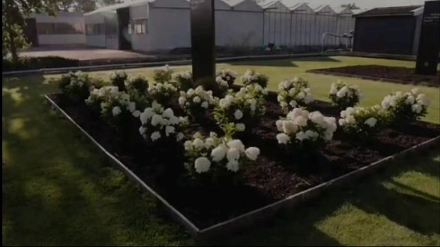 Гортензия НОВИНКА Living Little Rosy-Живая Маленькая Рози смотреть онлайн