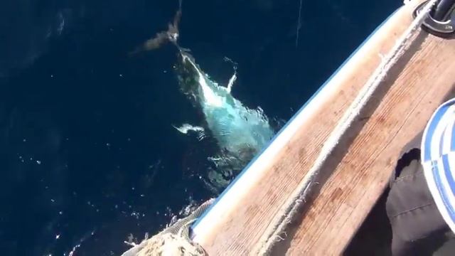 Тунец  в Хорватии  очень неплохой. Вес 50-60 кг... И страна очень красивая!!