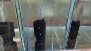 Крапчатый сомик Подготовка к нересту Нерест Икра