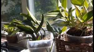 Орхидея Дендробиум ЛИНДЛИ (Dendrobium lindleyi (aggregatum)) или Весна Пришла!