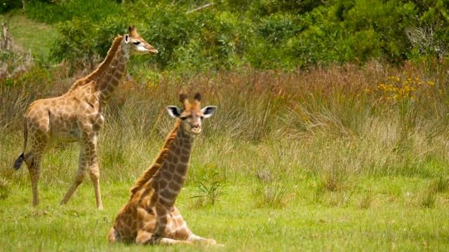 Baby Animals 4K (60 FPS) UHD - Cute Young Wild Animals Of The Earth With Relaxing Music