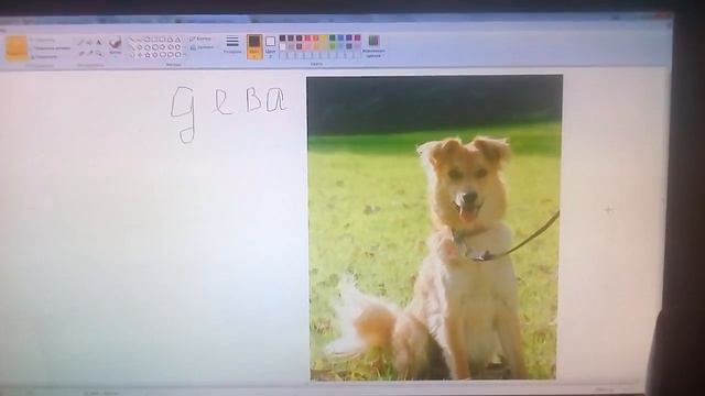 Какая ты,собака по знаку зодиака смотреть онлайн