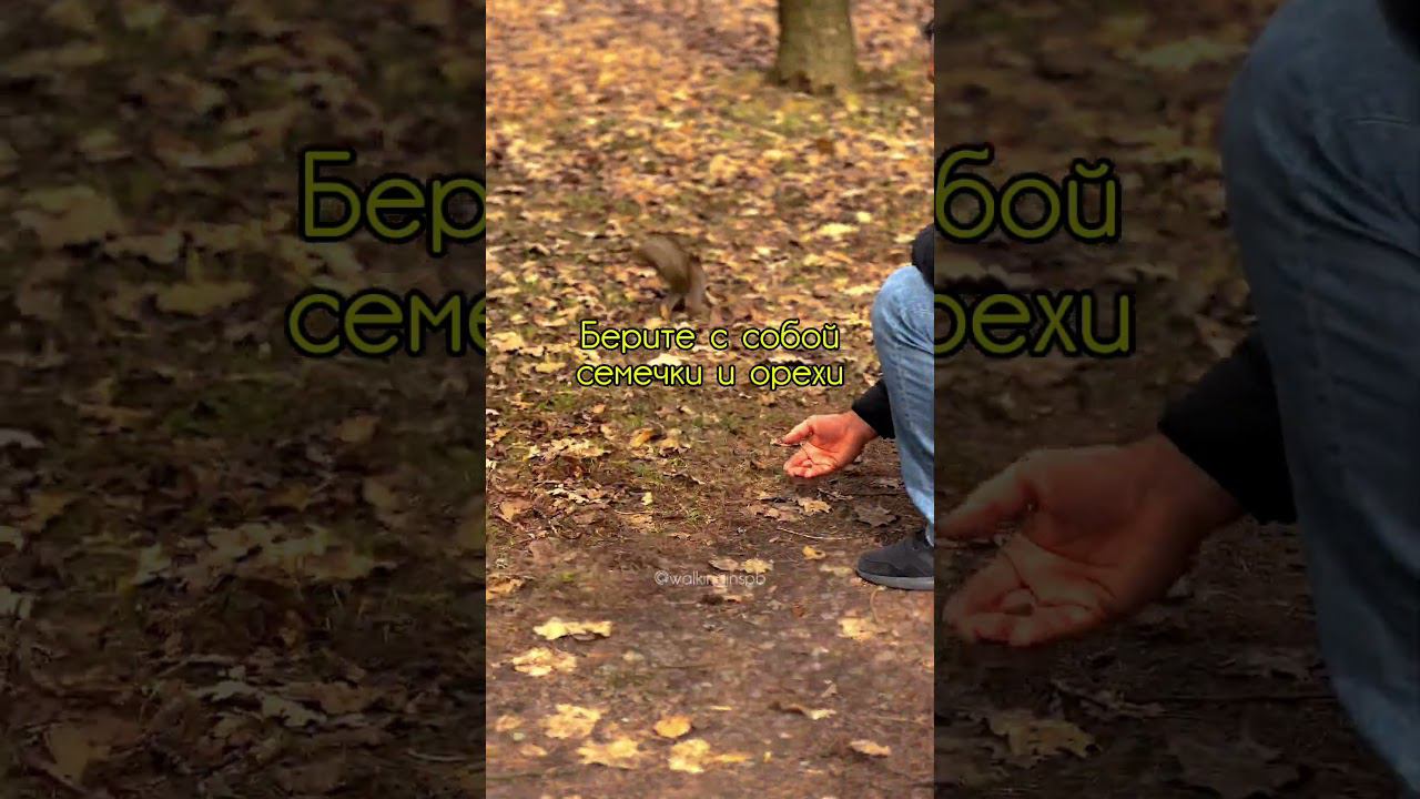 Елагин остров. Белки. #shorts #saintpetersburg #елагиностров смотреть онлайн