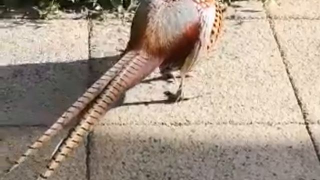 Vlog 146 - С кем мы делим наши сады? Бояться ? или смеяться? Кошки, мышки, лисы ? и многие другие смотреть онлайн