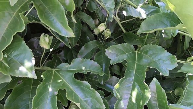 PASSIONFRUIT Beautiful Flower Benefits Vitamin A & C Iron Antioxidant Fiber Passion Fruit Maracuya смотреть онлайн