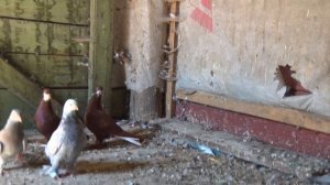 Леушковские, неверовские и другие голуби Сергея Глаголева