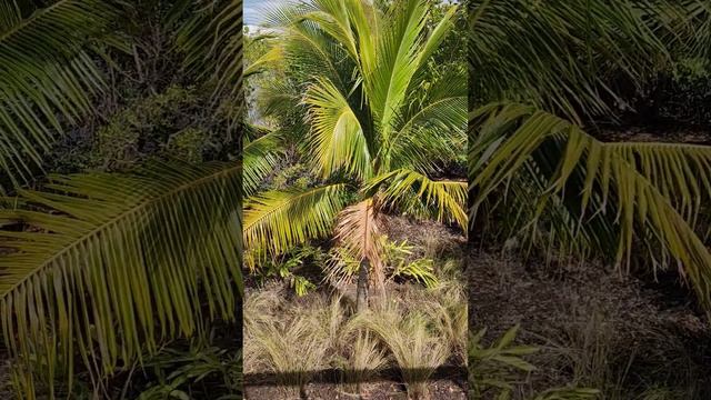 Coconut Palm trees ! #enjoy смотреть онлайн