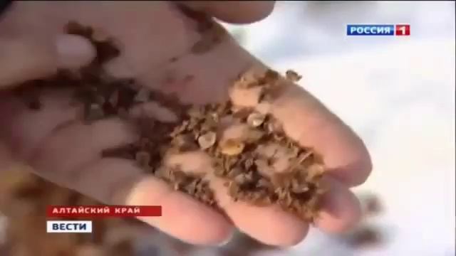 Производство гречи в России смотреть онлайн