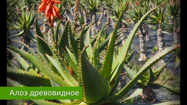 АЛОЭ или АЛОЭ ДРЕВОВИДНОЕ. Как применять? / Захар Травник смотреть онлайн