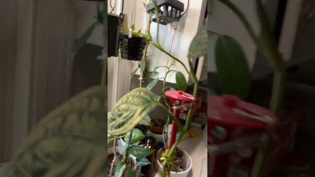 Monstera Peru смотреть онлайн