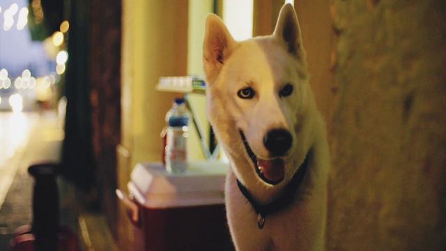 ИТ ПЕН МЫСЫҚ НЕГЕ АРАЗ? смотреть онлайн