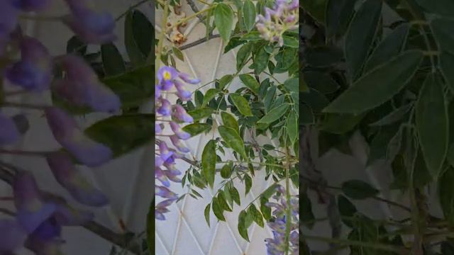 Chandos Beauty, Double Delight and American Blue moon Wisteria смотреть онлайн