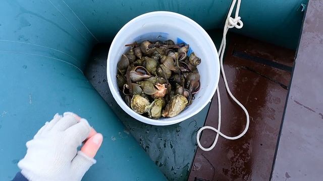 Море дарит деликатесы. Насобирали с сыном ведро моллюсков. смотреть онлайн