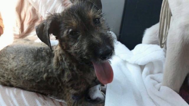 Чудом выжил! Щенок застрял в смоле и жалобно плакал смотреть онлайн