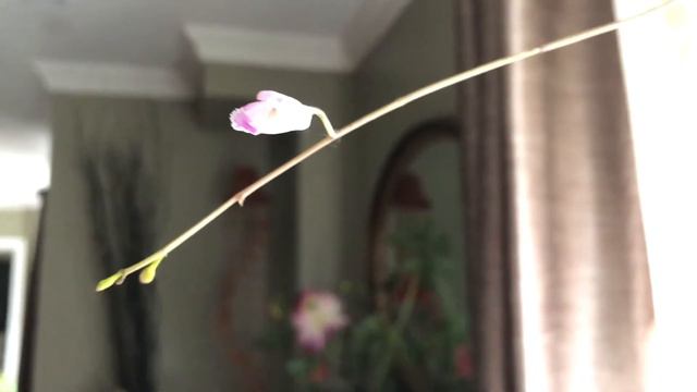 FernCrafts: Orchid Update-October 5th, 2020 смотреть онлайн