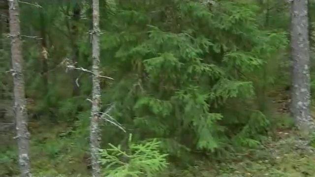 Восточно-европейские овчарки Финляндии смотреть онлайн