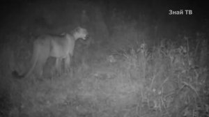 Сильный, бесстрашный и ловкий ГОРНЫЙ ЛЕВ В ДЕЛЕ! ПУМА ПРОТИВ оленей, гуанако, ягуара и даже медведя