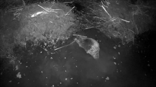 Catfish helps a beaver rebuild his dam!