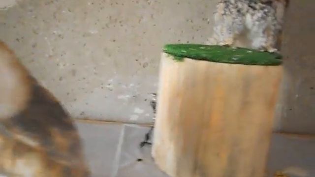 Ушастая сова и сипуха защитная реакция 1 ч. - Long-eared Owl And Barn Owl Defensive Reaction Part 1