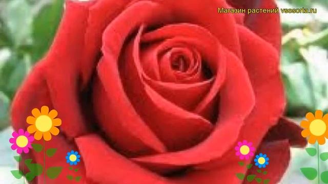 Роза чайно-гибридная Лавли Ред. Краткий обзор, описание характеристик, где купить саженцы Lovely Re смотреть онлайн