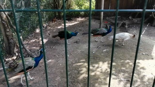 В мире с животными. #Латвия #лето2022 #животные смотреть онлайн