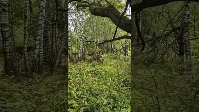 Сходили за грибами , пришла стая Кабанов смотреть онлайн