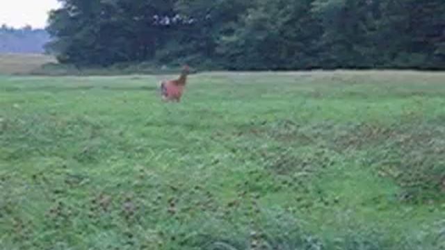 PEASE VIDEO AL GAURON MASSACHUSETTS VIDEO DEER смотреть онлайн
