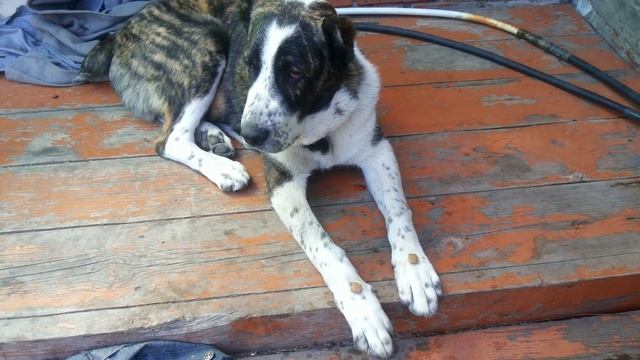 Алабай 6,5 месяцев(1) смотреть онлайн