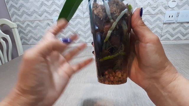 У орхидеи опять не открывается центральный листик. смотреть онлайн