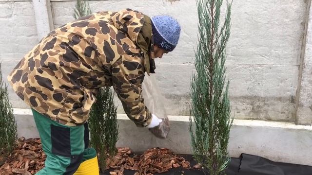 Отсыпка туй корой смотреть онлайн